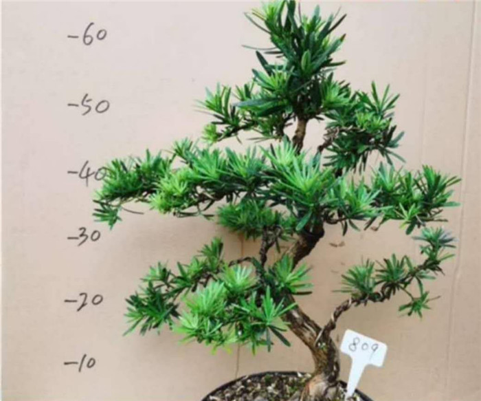 造型羅漢松 造型羅漢松